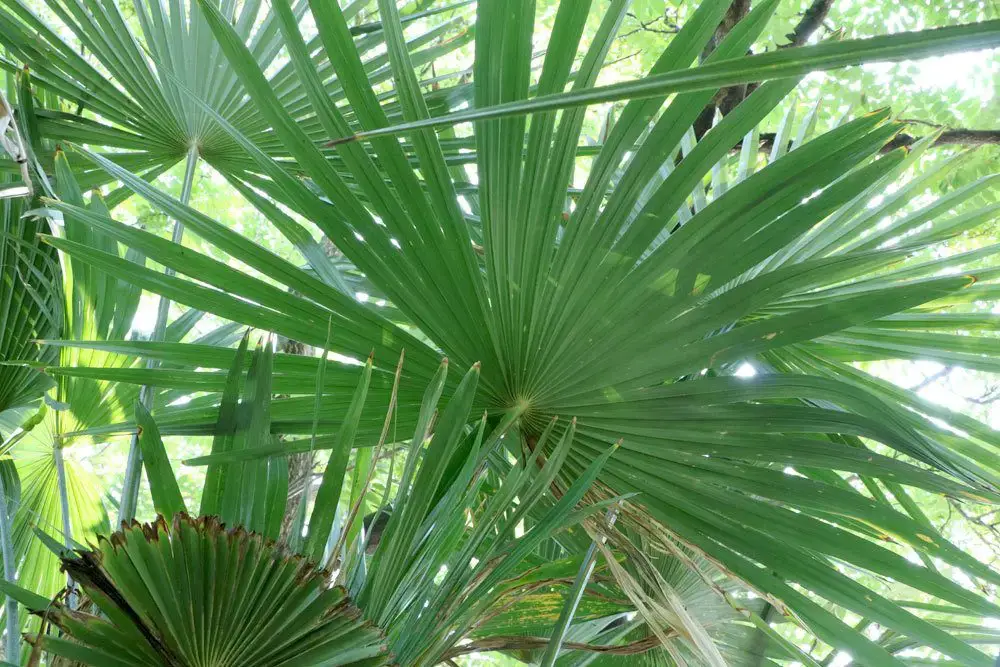 La palmera tiene hojas amarillas o puntas marrones: causas comunes