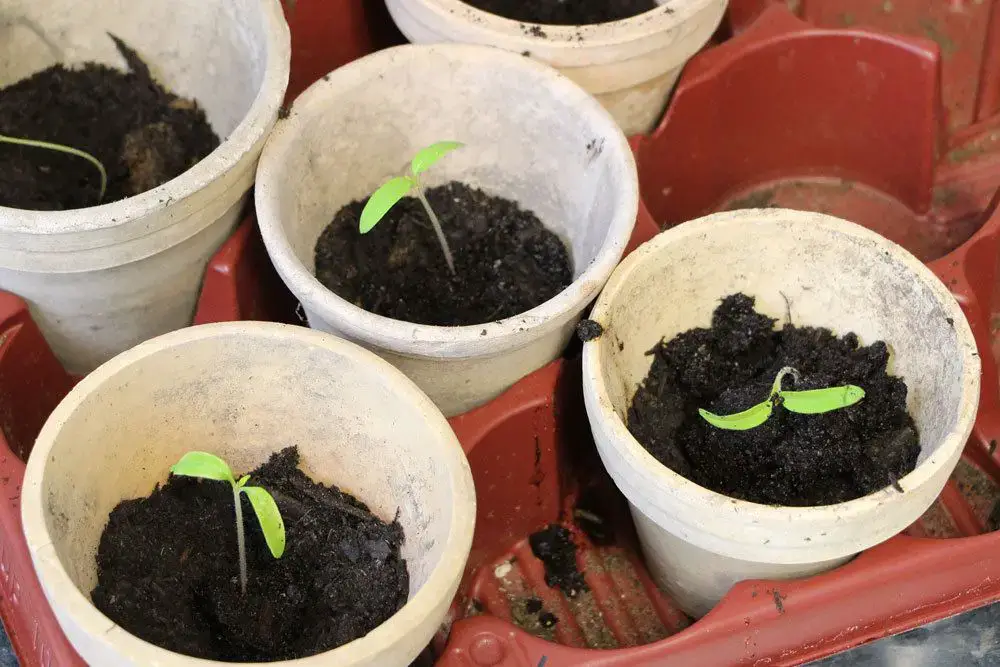 Sembrando tomates: El momento ideal + calendario lunar 2024
