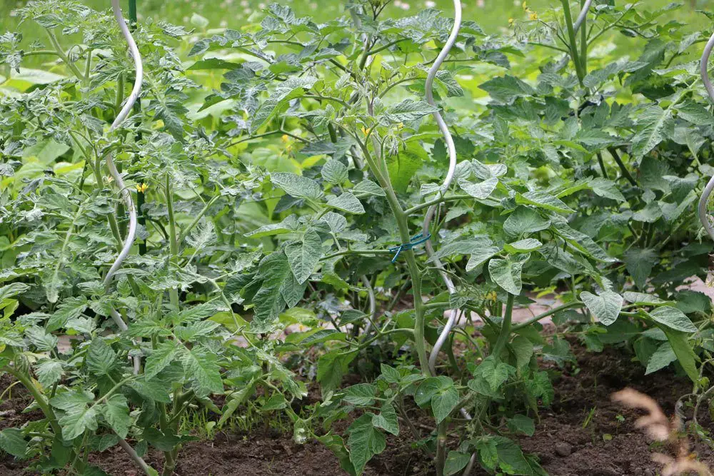 Sembrando tomates: El momento ideal + calendario lunar 2024
