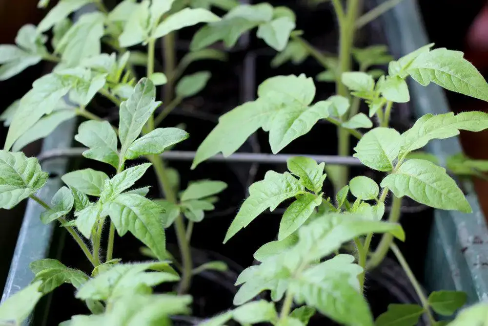 Sembrando tomates: El momento ideal + calendario lunar 2024