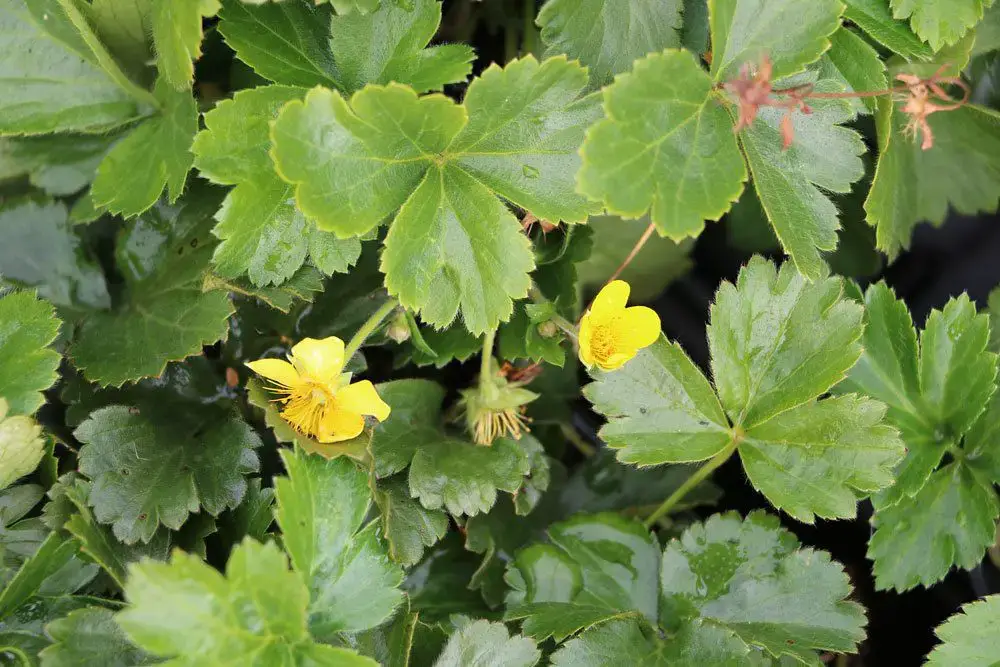 25 plantas cubresuelos poco exigentes y de rápido crecimiento para tu jardín