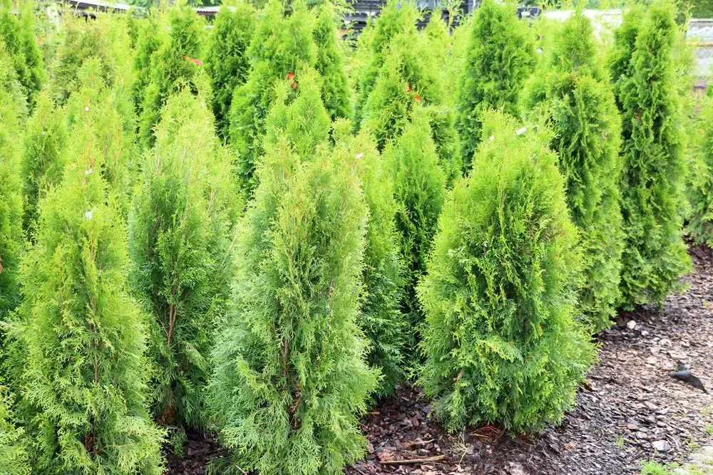 Profundidad de las raíces del árbol de la vida: así de profundas son las raíces de los setos de tuya