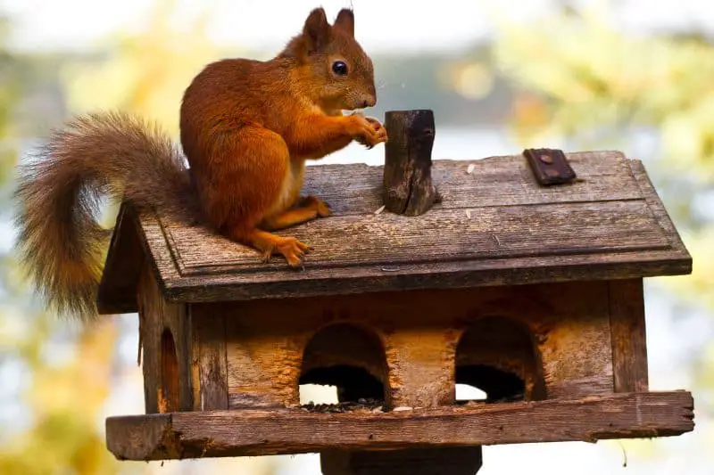 ¿Las ardillas comen pájaros y otras carnes?