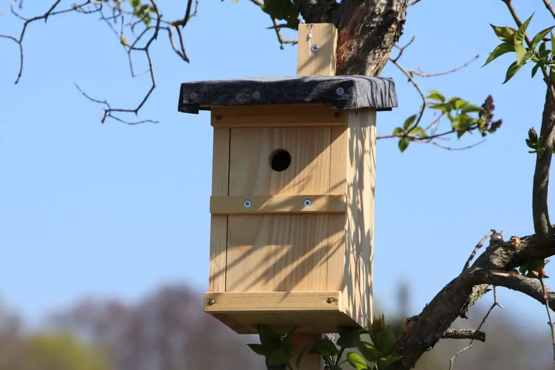 ¿Las ardillas comen pájaros y otras carnes?