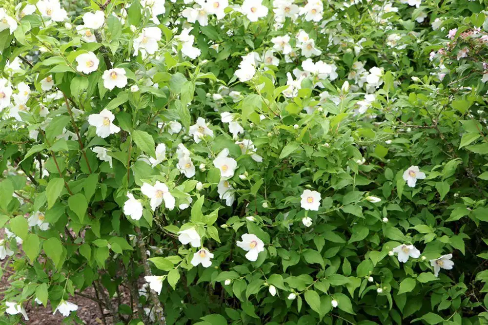 Arbusto con flores blancas: arbustos de flores blancas.