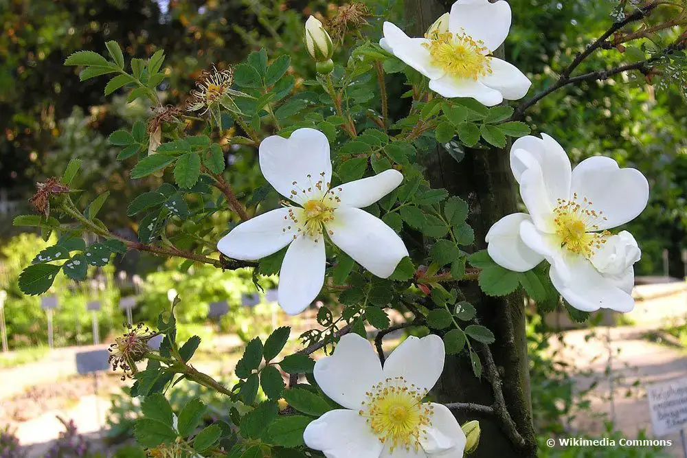 Arbusto con flores blancas: arbustos de flores blancas.