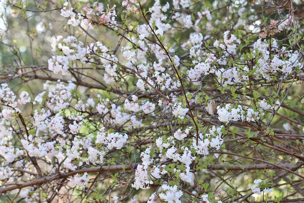 Arbusto con flores blancas: arbustos de flores blancas.