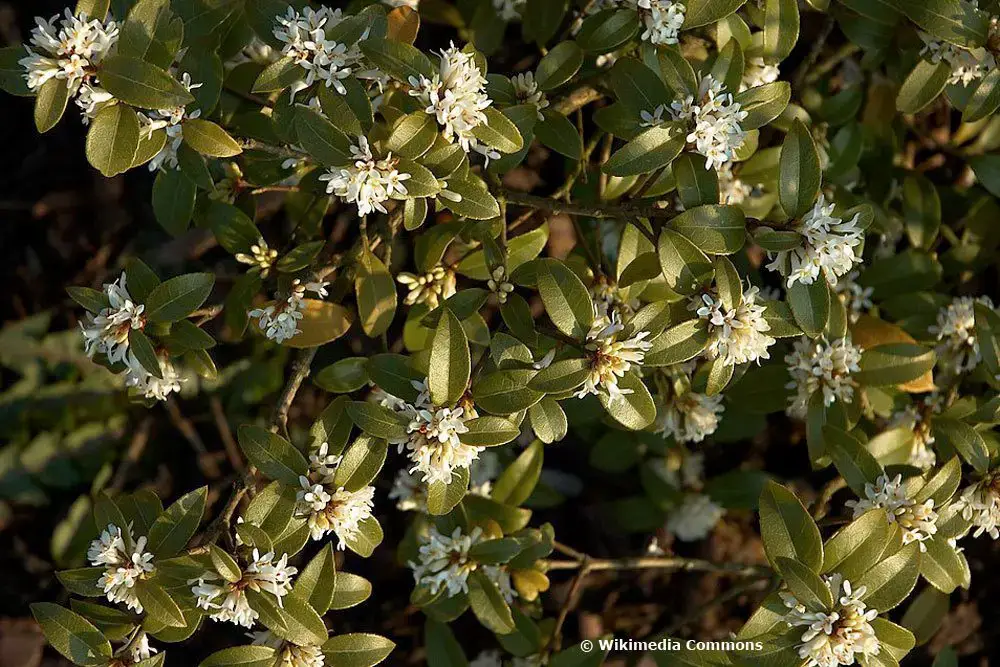 Arbusto con flores blancas: arbustos de flores blancas.