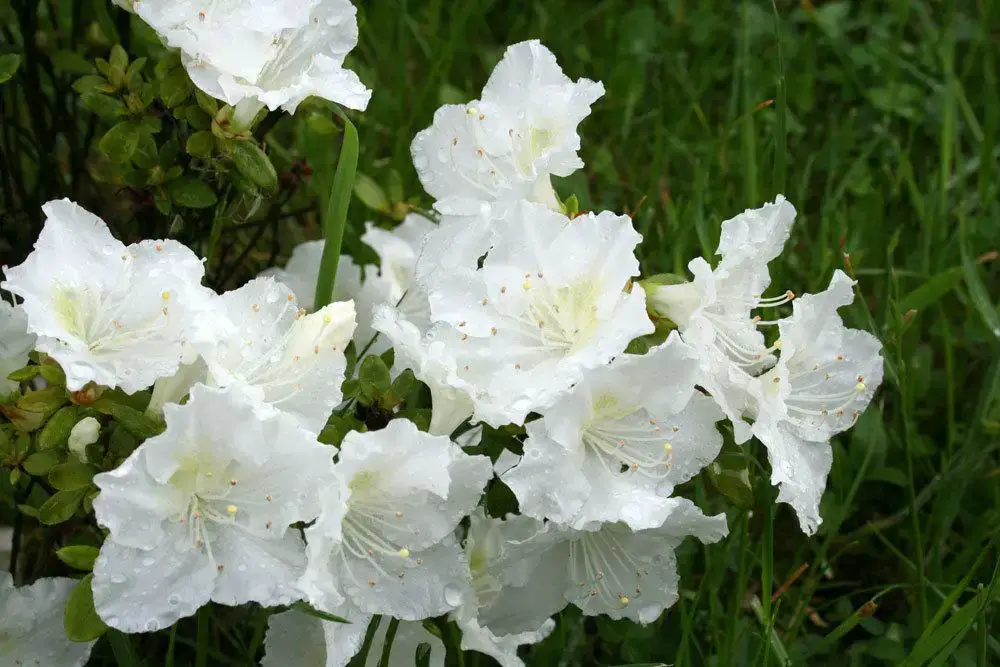 Arbusto con flores blancas: arbustos de flores blancas.