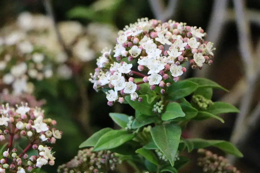 Arbusto con flores blancas: arbustos de flores blancas.