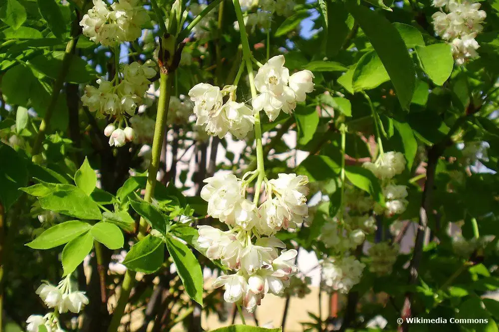 Arbusto con flores blancas: arbustos de flores blancas.