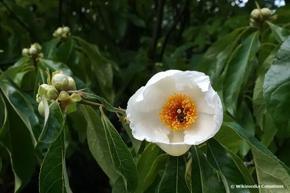 Arbusto con flores blancas: arbustos de flores blancas.