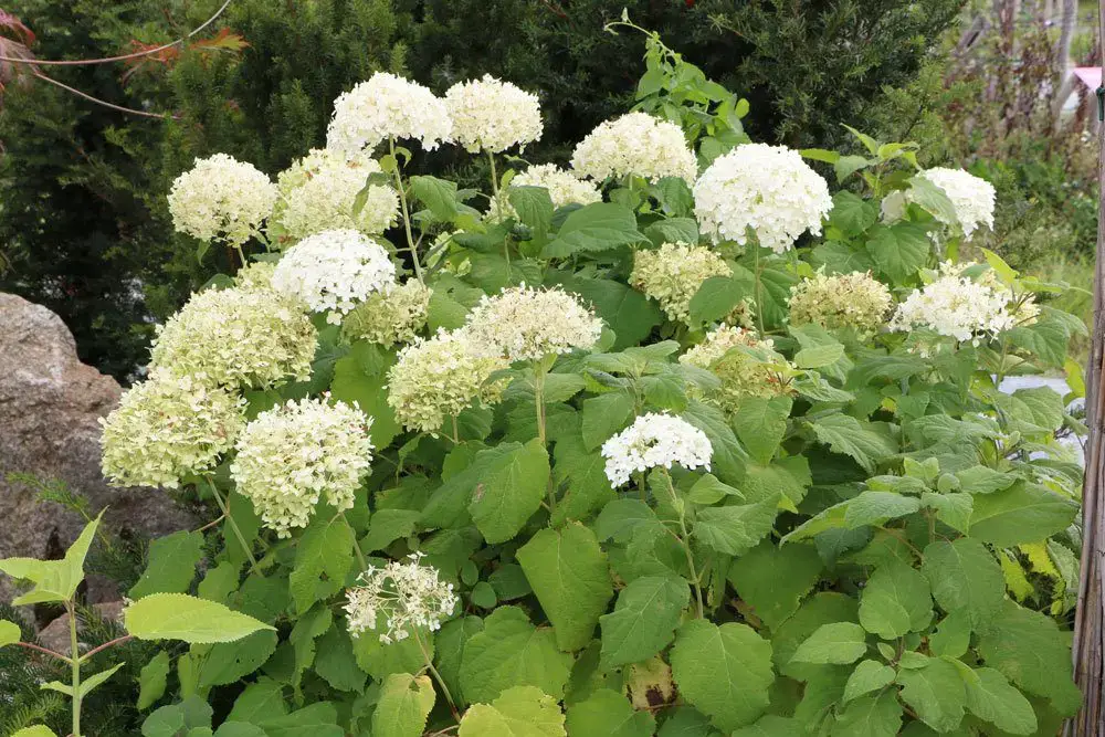 Arbusto con flores blancas: arbustos de flores blancas.
