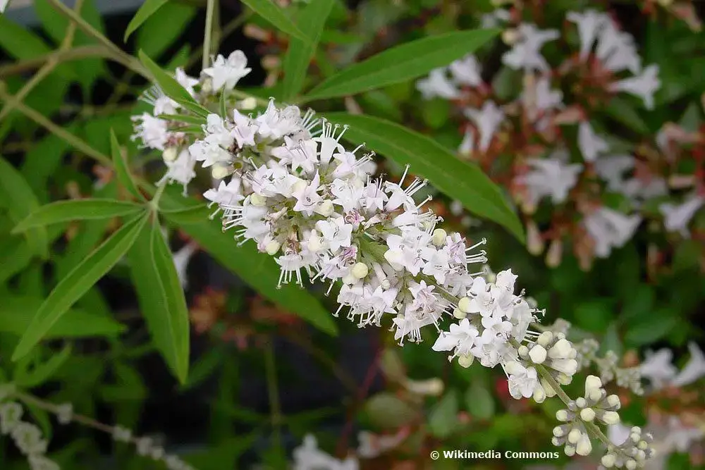 Arbusto con flores blancas: arbustos de flores blancas.