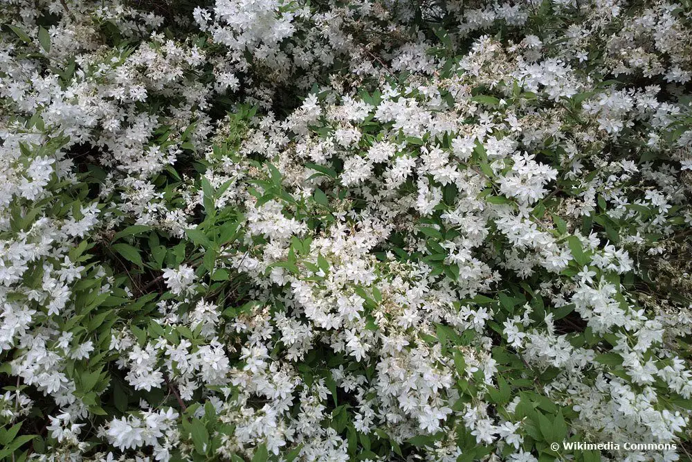 Arbusto con flores blancas: arbustos de flores blancas.