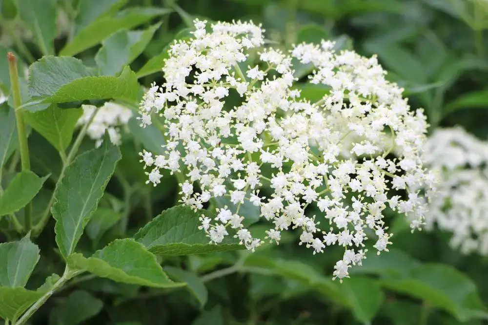 Arbusto con flores blancas: arbustos de flores blancas.