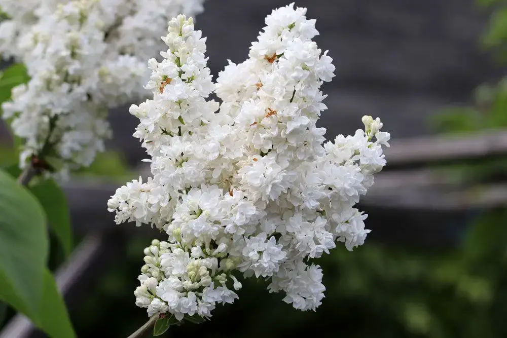 Arbusto con flores blancas: arbustos de flores blancas.