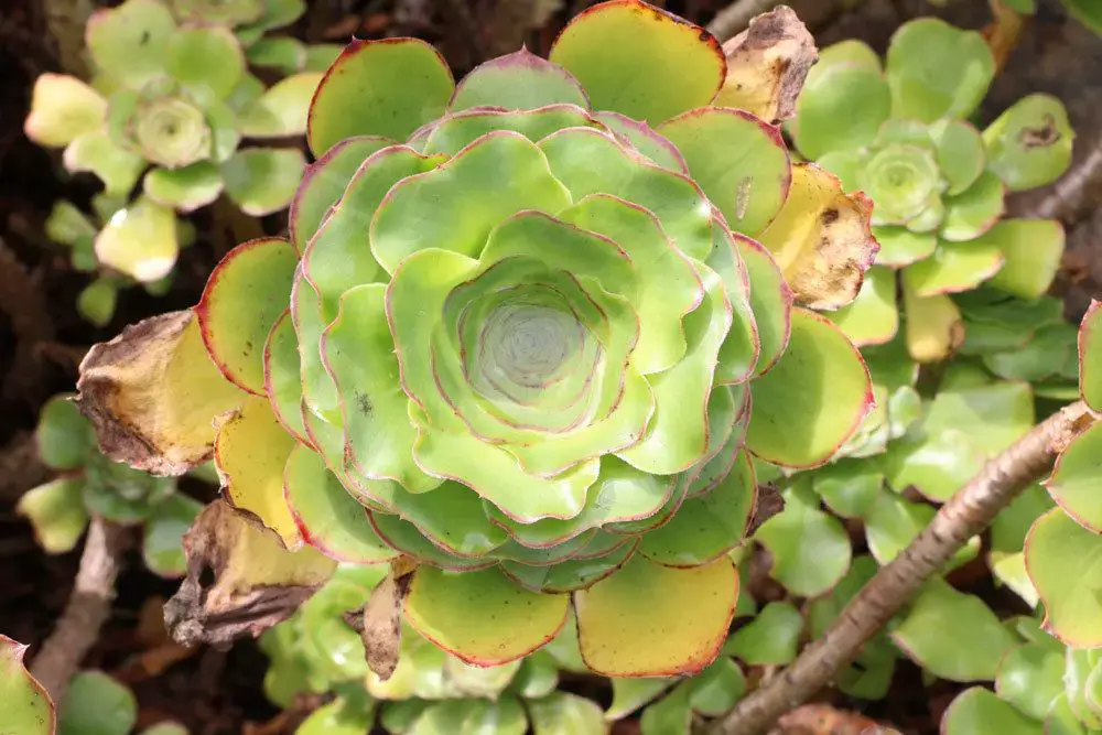 Hojas amarillas/puntas de hojas marrones en plantas de interior