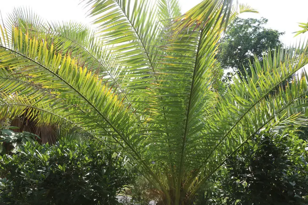 Hojas amarillas/puntas de hojas marrones en plantas de interior