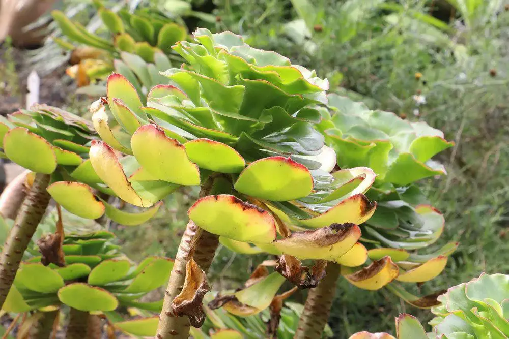 Hojas amarillas/puntas de hojas marrones en plantas de interior