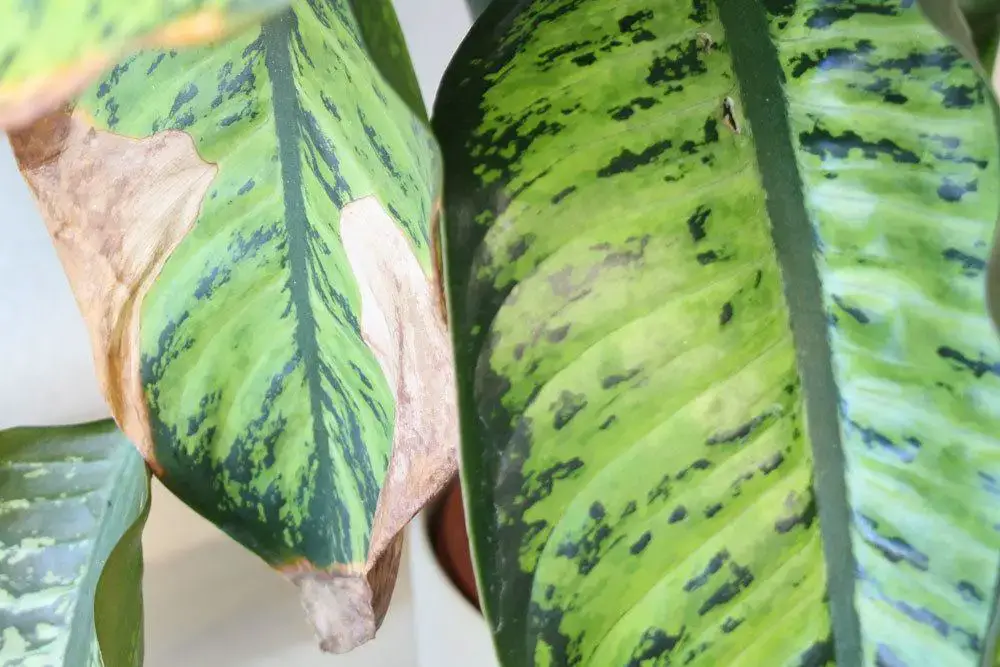 Hojas amarillas/puntas de hojas marrones en plantas de interior