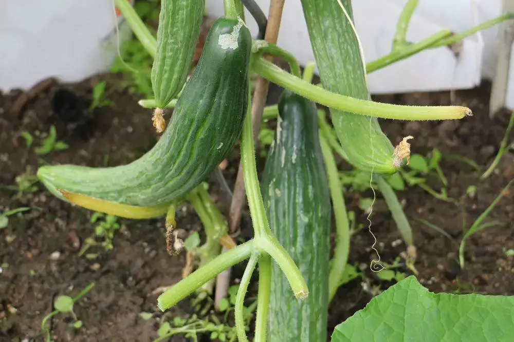 Los pepinos tienen un sabor agrio y amargo, ¿qué pasa? ¿Es peligroso?