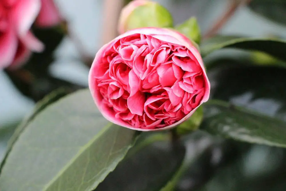 ¿Es venenoso el árbol de magnolia? Toda la información sobre la magnolia.