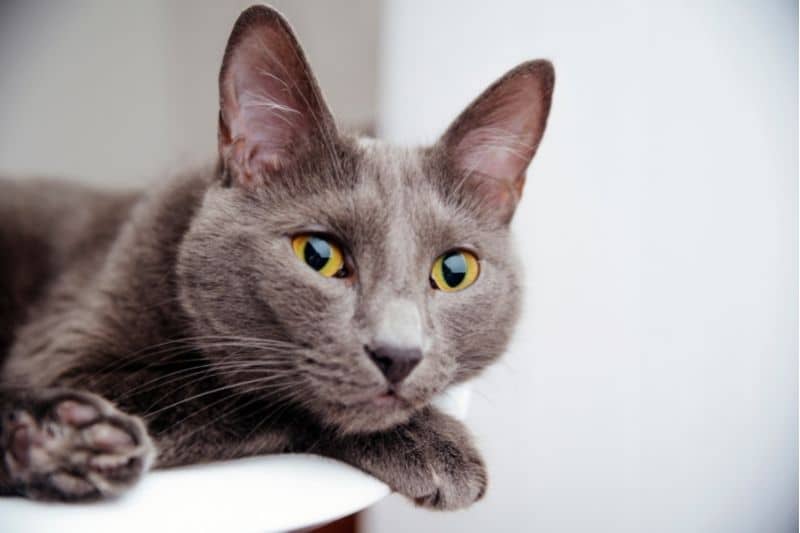 207 nombres de gatos rusos y nombres para gatos machos