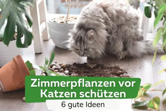 207 nombres de gatos rusos y nombres para gatos machos