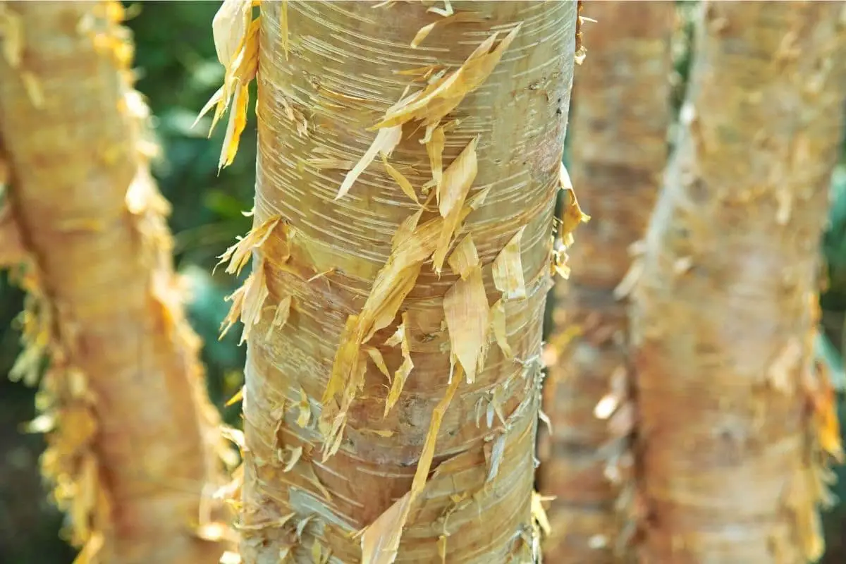 7 árboles nativos con corteza blanca con foto