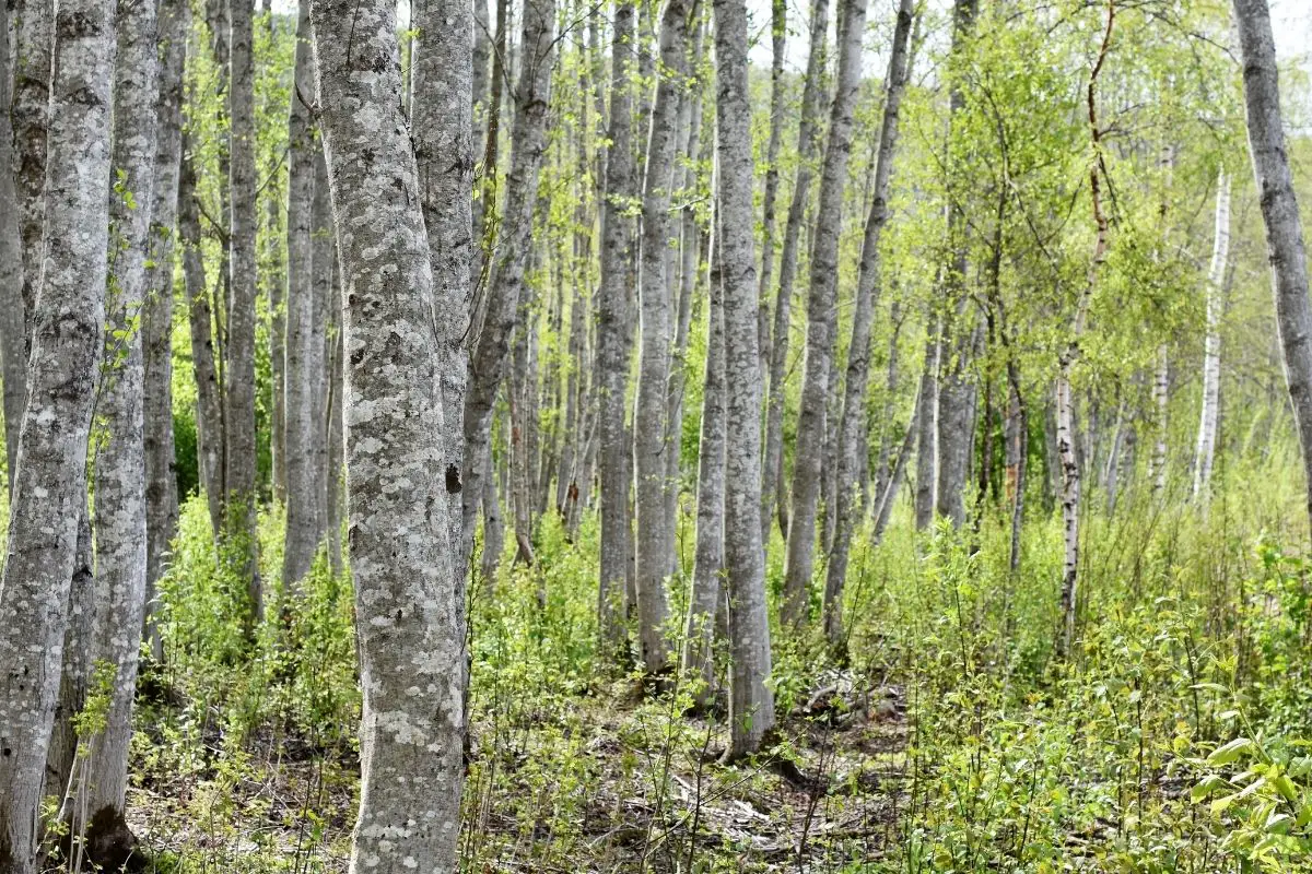 7 árboles nativos con corteza blanca con foto