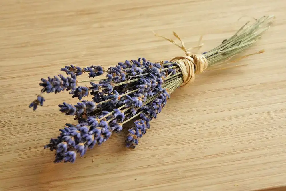 ¿La lavanda es tóxica para los gatos? / Información sobre lavanda ornamental y crestada