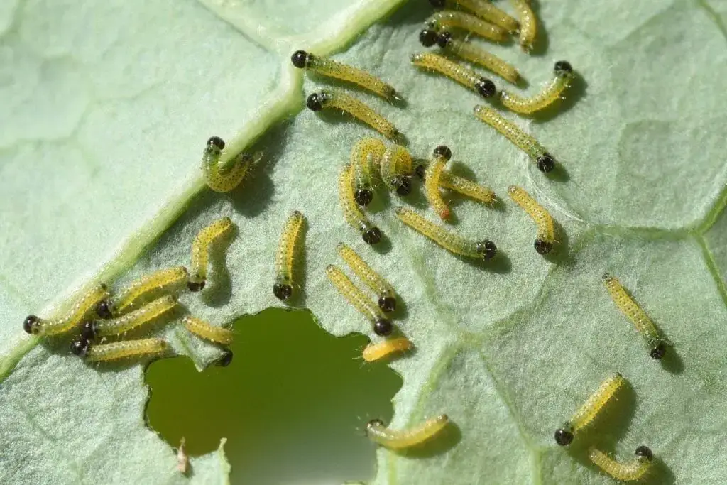 Oruga con pelo: 12 especies de orugas nativas