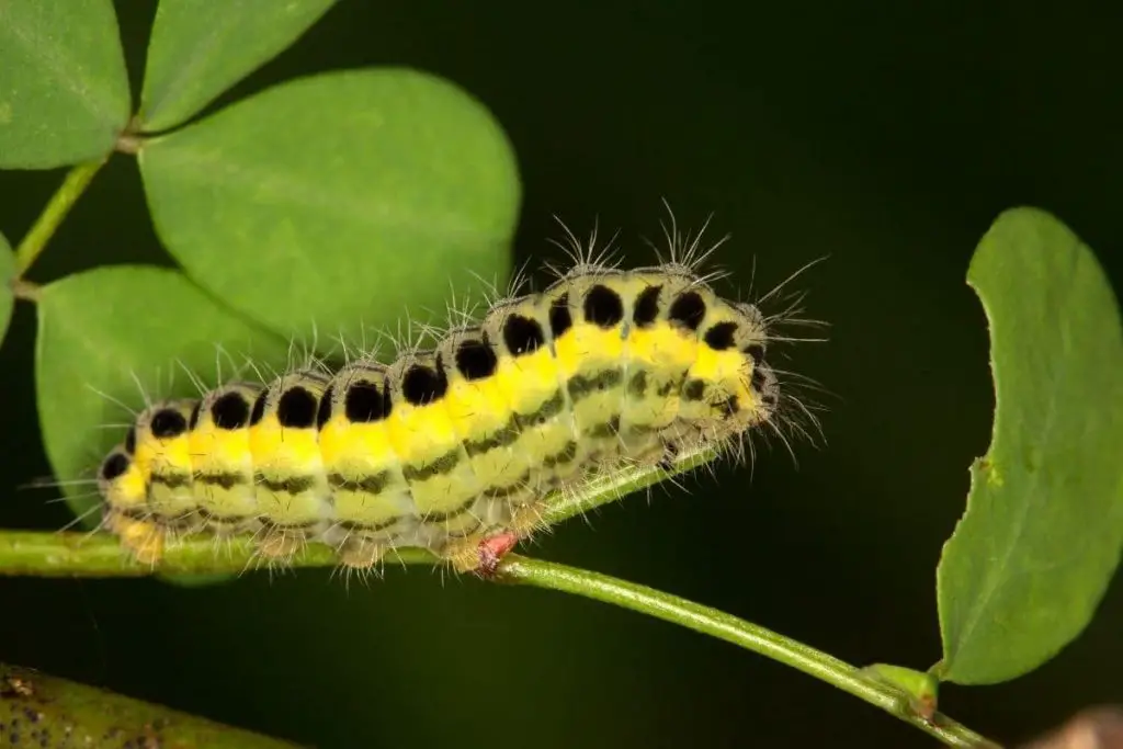 Identificar orugas de mariposas: 25 especies de orugas