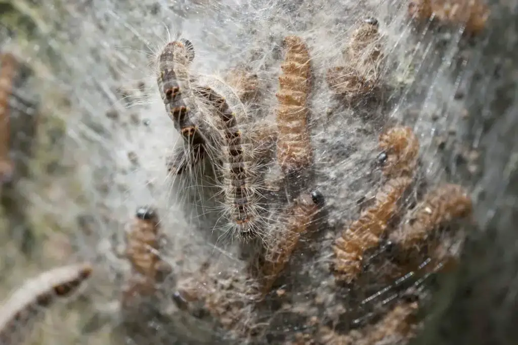 Oruga con pelo: 12 especies de orugas nativas