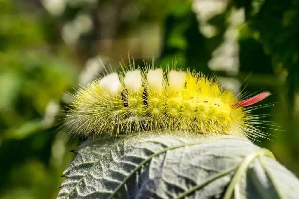 Oruga con pelo: 12 especies de orugas nativas
