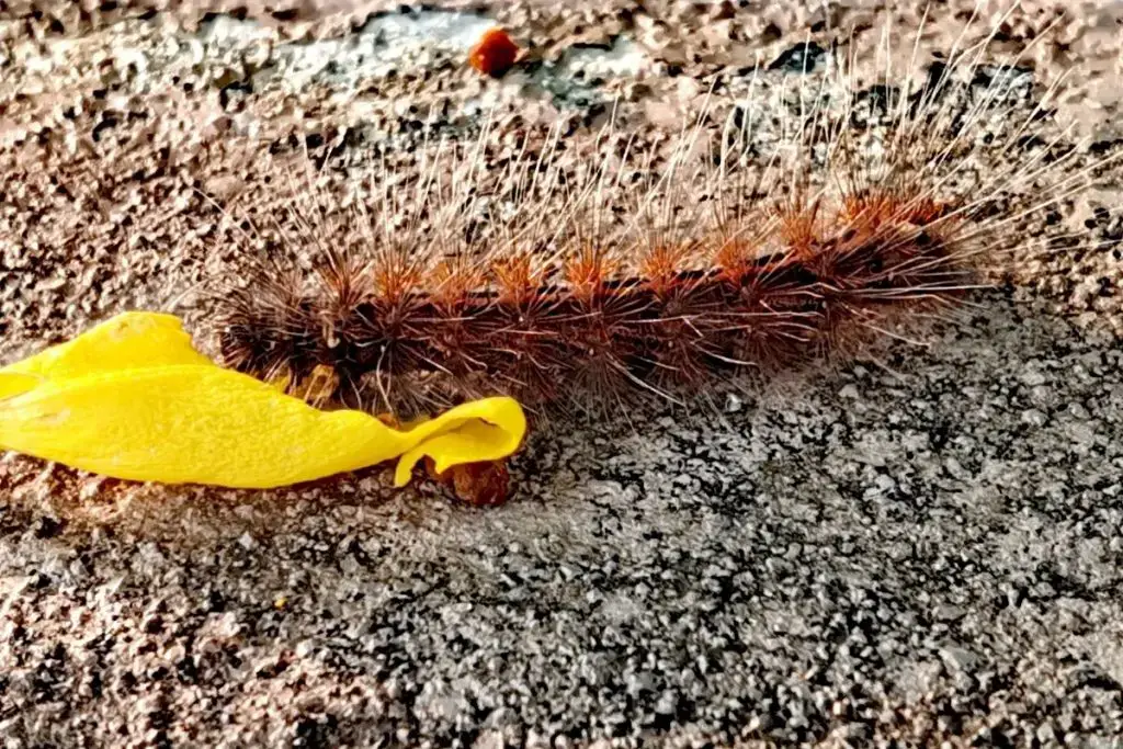 Oruga con pelo: 12 especies de orugas nativas