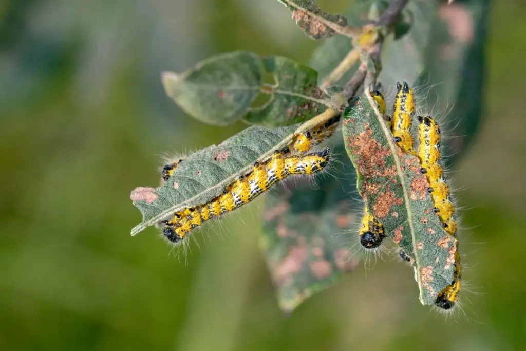Oruga con pelo: 12 especies de orugas nativas