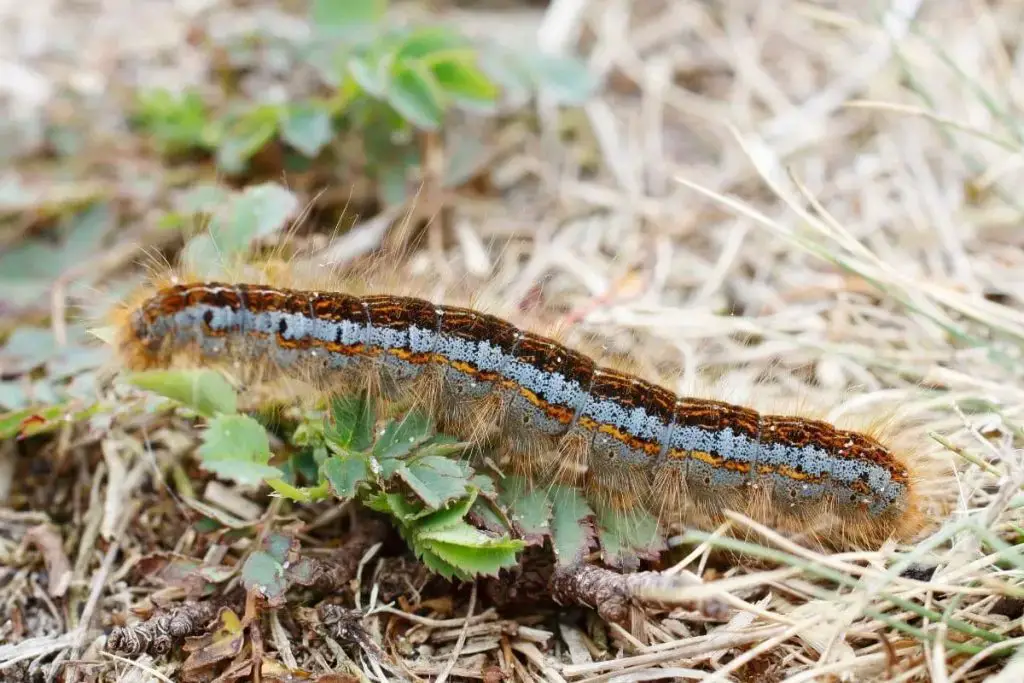 Oruga con pelo: 12 especies de orugas nativas
