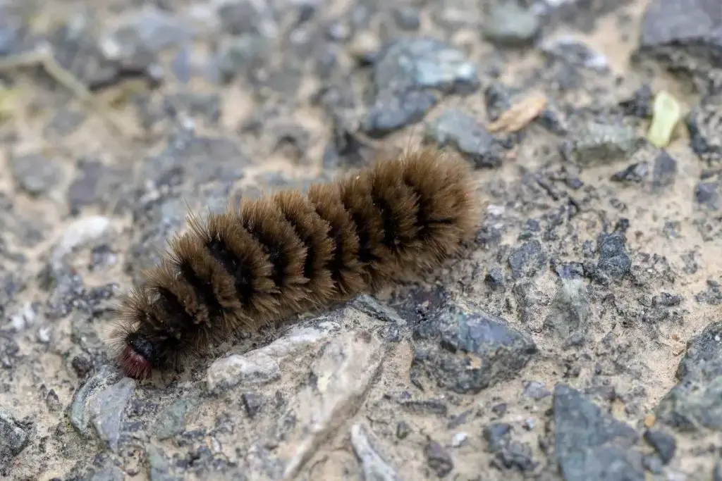 Oruga con pelo: 12 especies de orugas nativas
