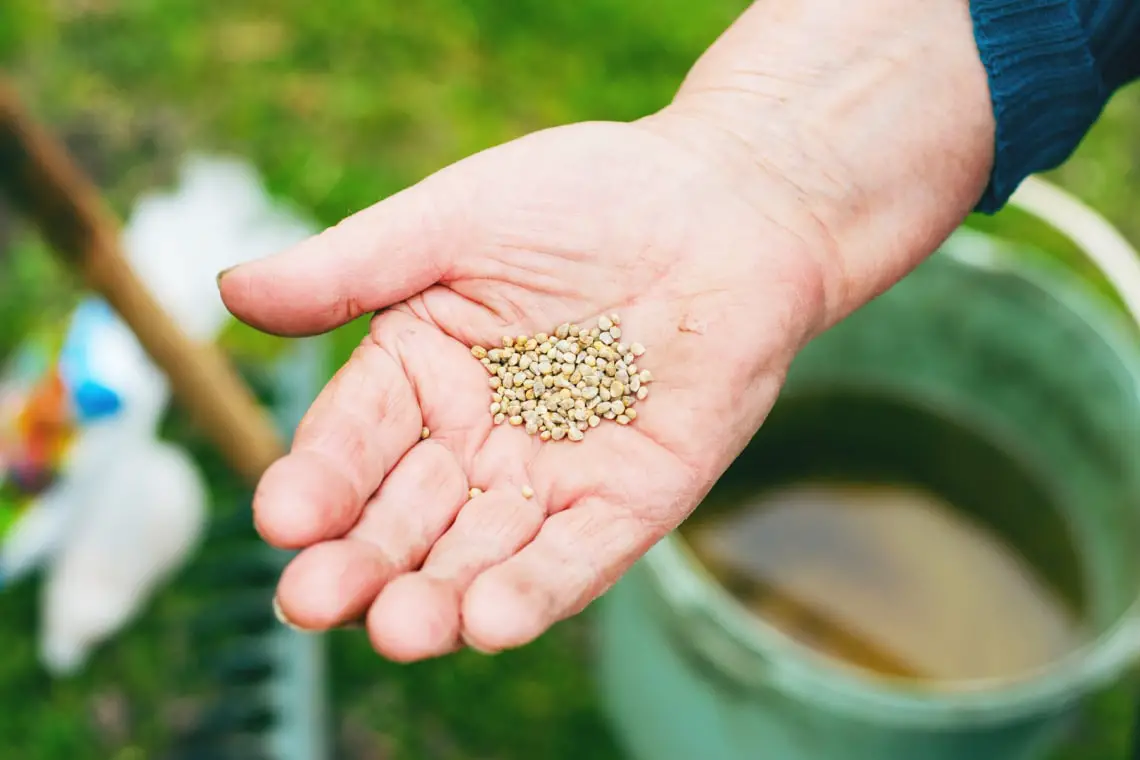 Las espinacas florecen y brotan: ¿todavía puedes comerlas?