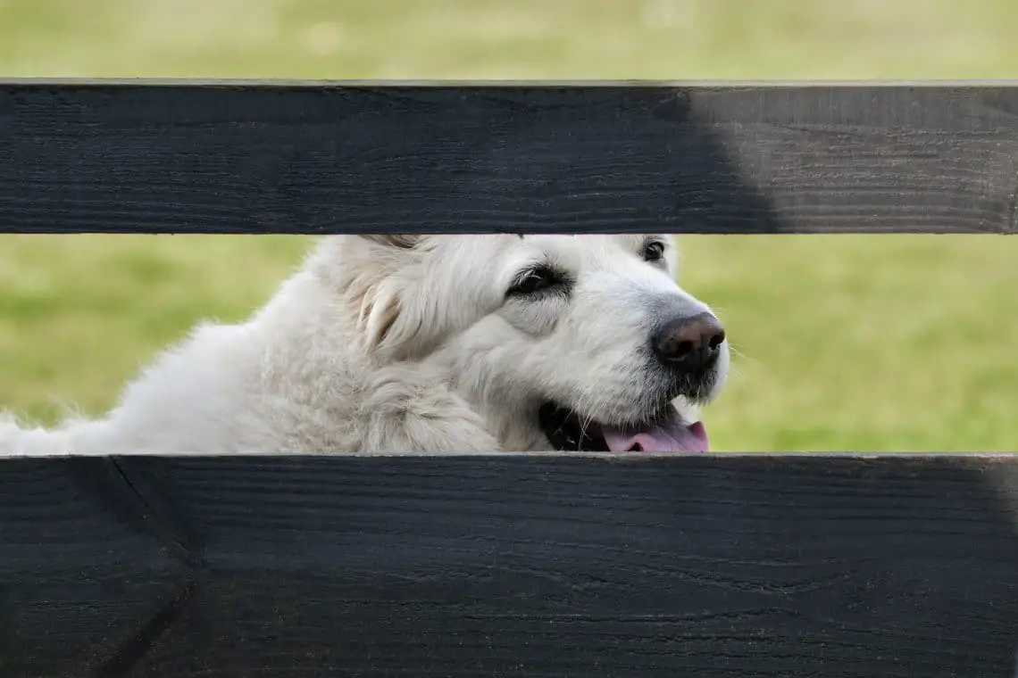 199 nombres italianos de perros hembras y machos