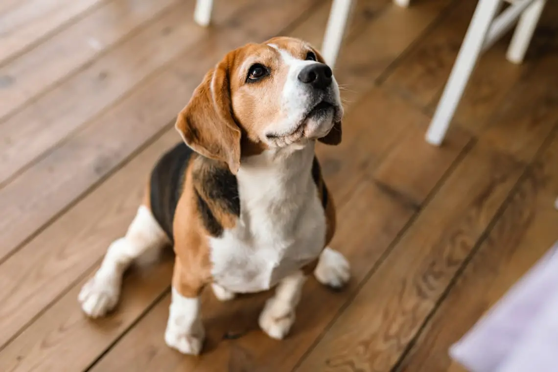 199 nombres italianos de perros hembras y machos