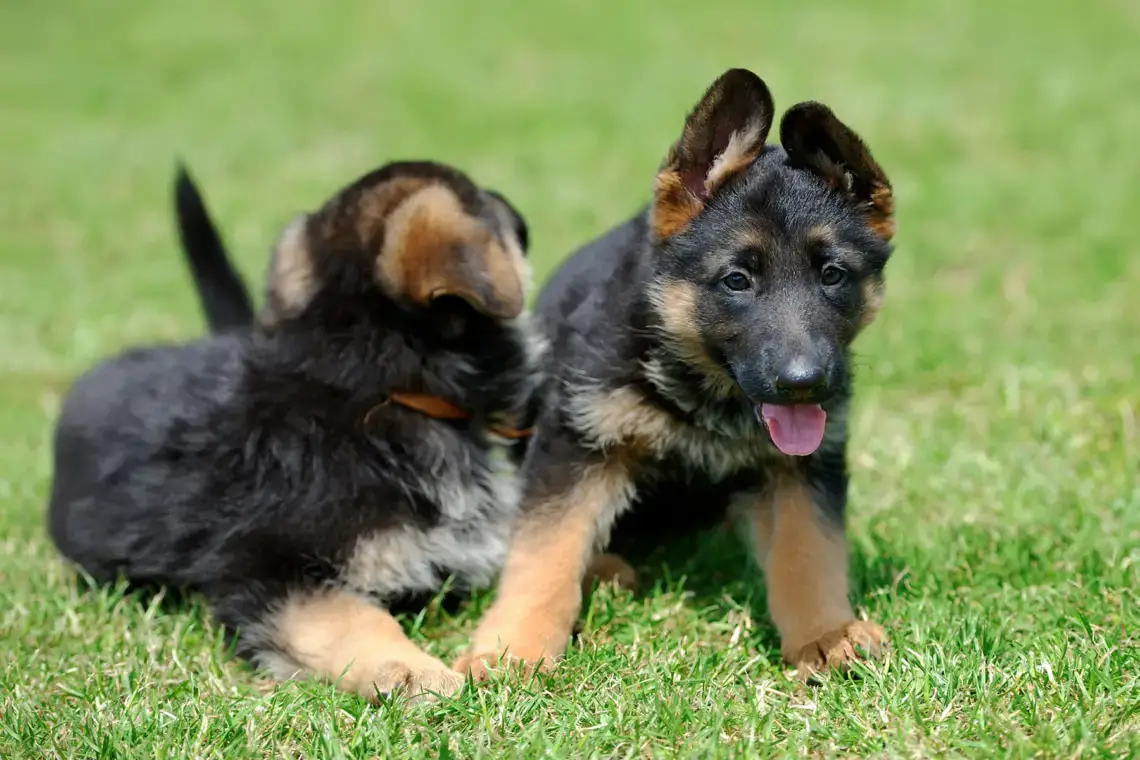 199 nombres italianos de perros hembras y machos