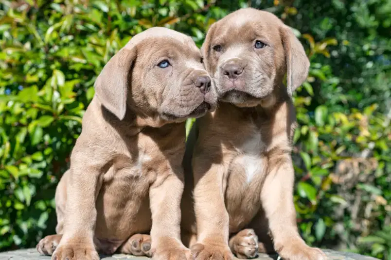 199 nombres italianos de perros hembras y machos