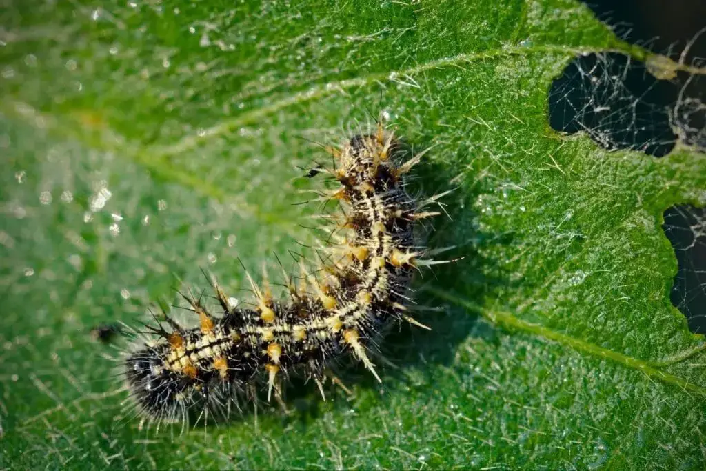 Identificar orugas de mariposas: 25 especies de orugas