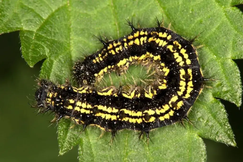 Identificar orugas de mariposas: 25 especies de orugas
