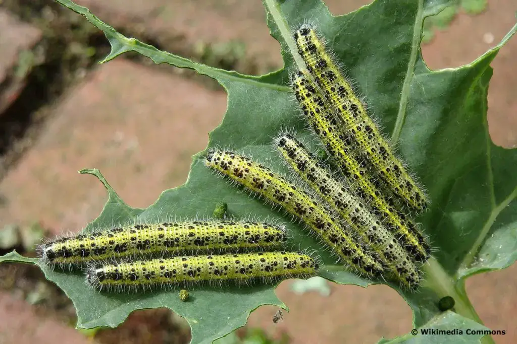 Identificar orugas de mariposas: 25 especies de orugas