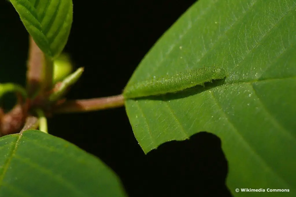 Identificar orugas de mariposas: 25 especies de orugas