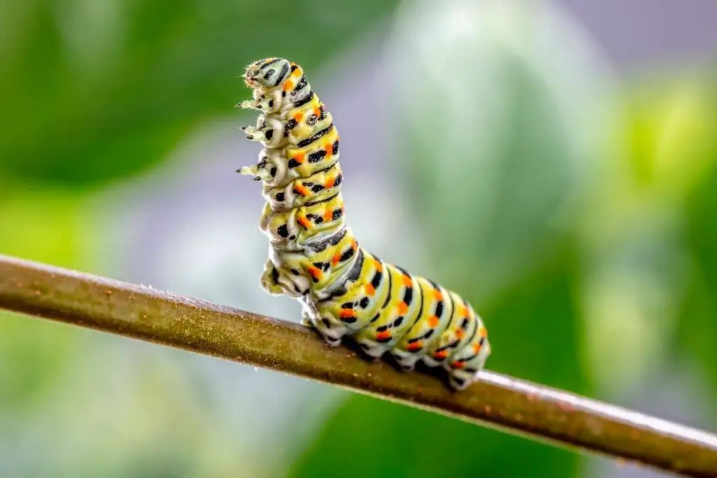 Identificar orugas de mariposas: 25 especies de orugas